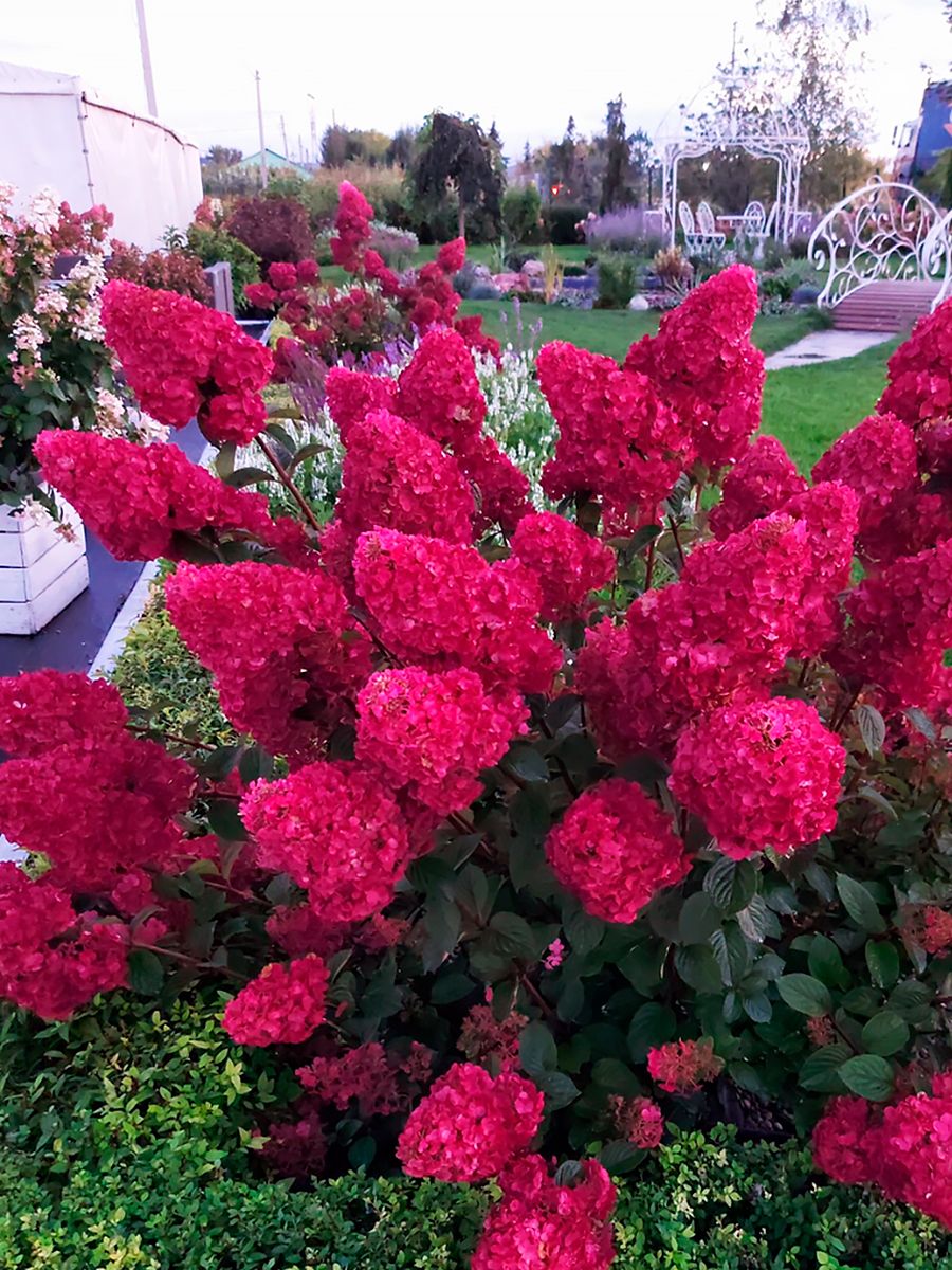 Гортензия "Самарская Лидия" — изображение 2