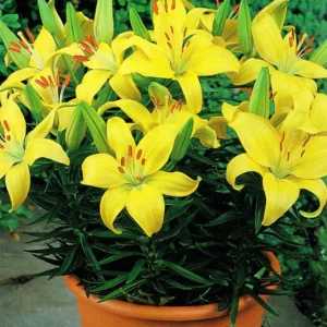 Лилия Лемон Пикси 3 шт.