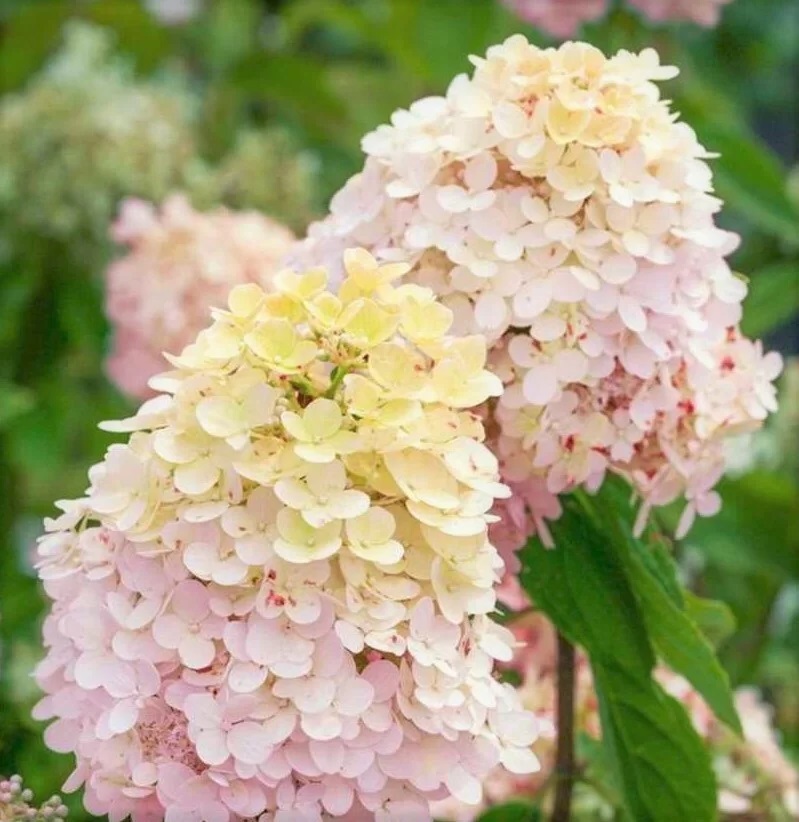 Гортензия "Мэджикал свит саммер" — изображение 3