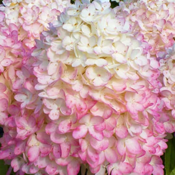 Гортензия "Мэджикал свит саммер"