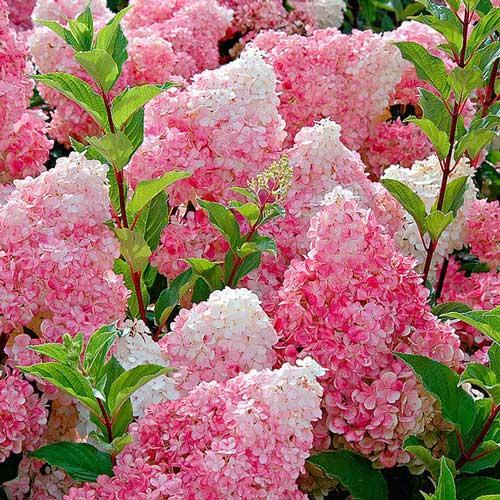 Гортензия "Ванила Фрайз" — изображение 3