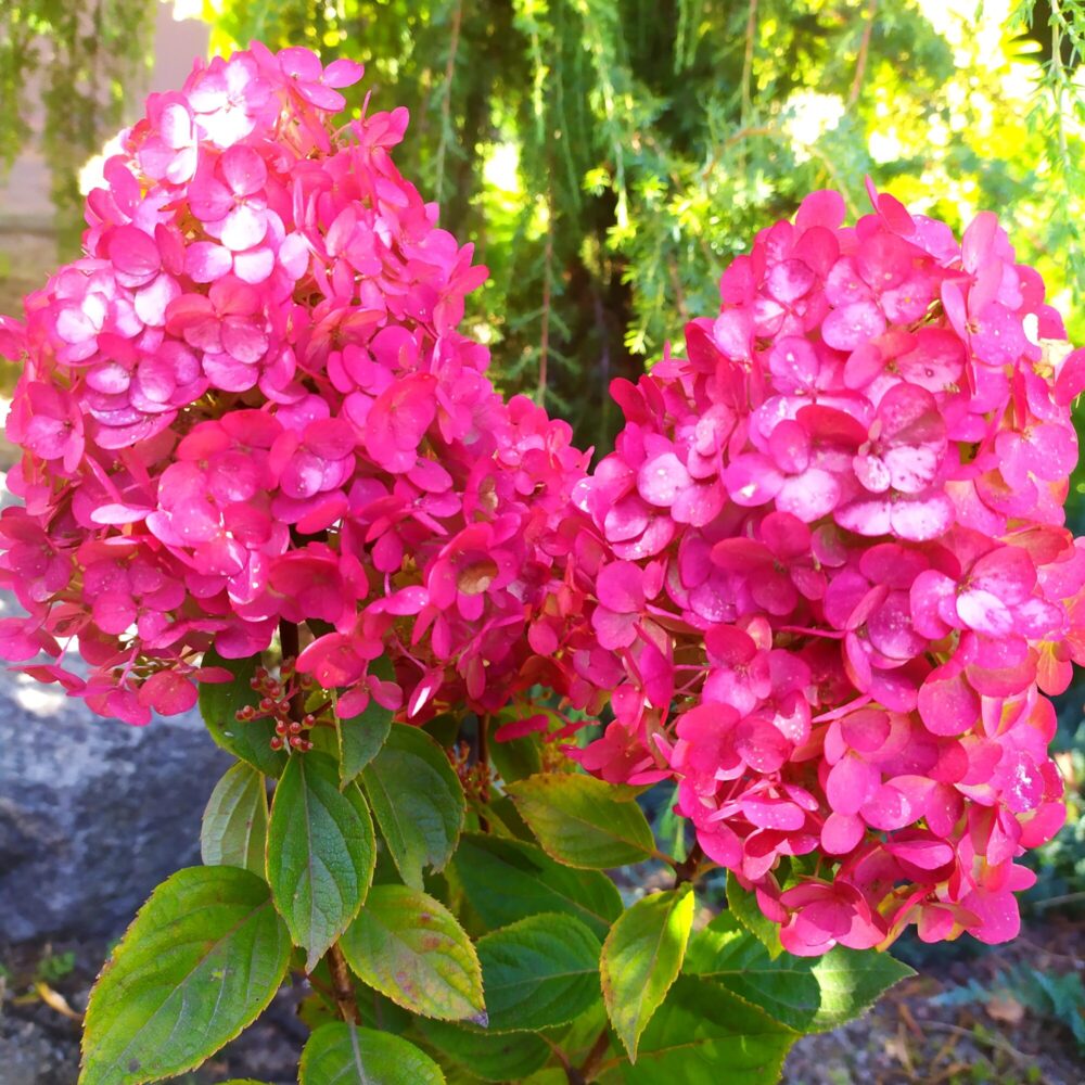 Гортензия "Самарская Лидия"