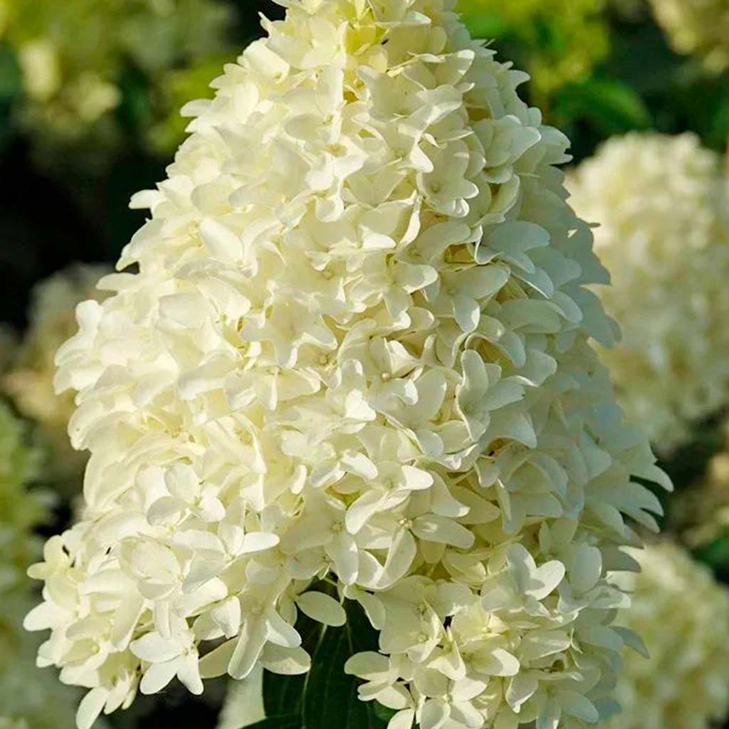 Гортензия "Скайфолл" — изображение 4