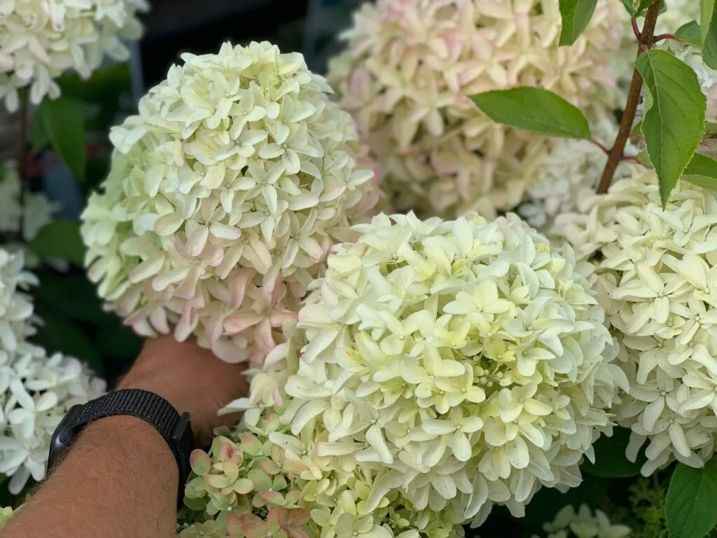 Гортензия "Скайфолл" — изображение 3