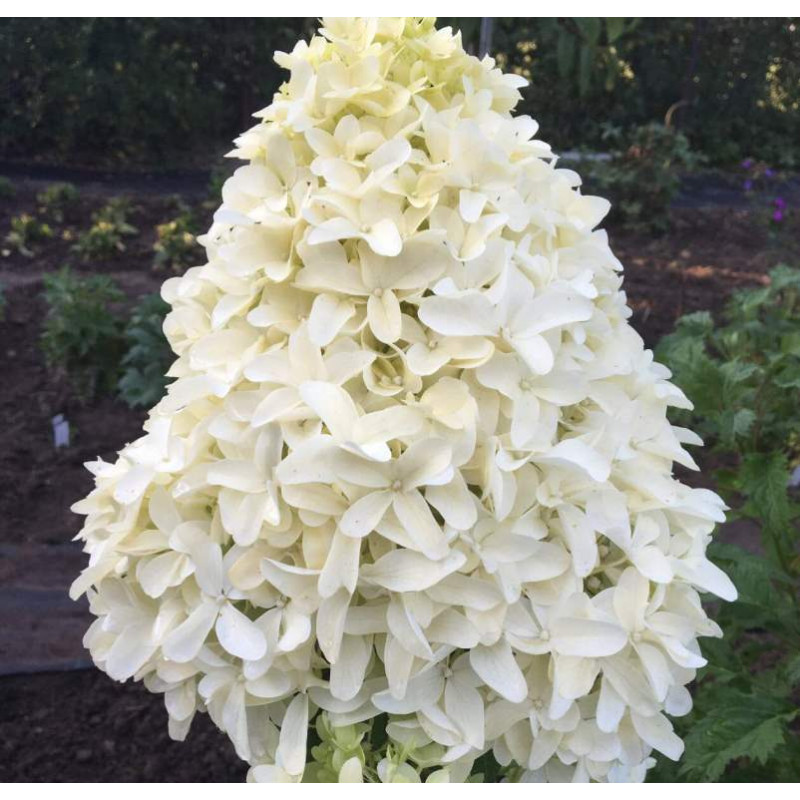 Гортензия "Скайфолл"