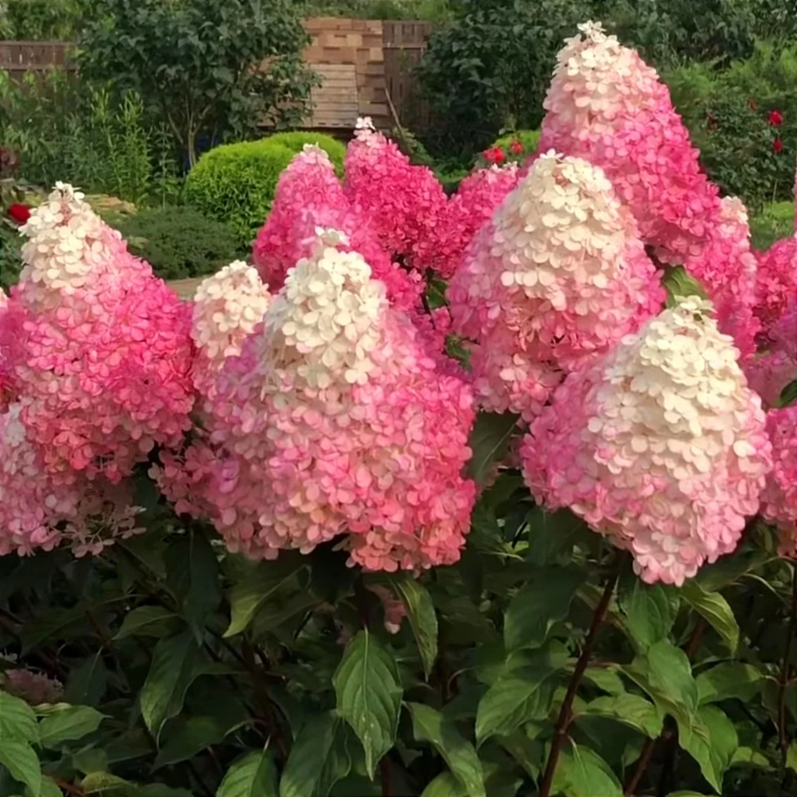 Гортензия "Ванила Фрайз"