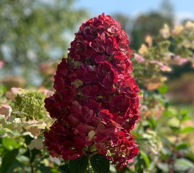 Гортензия "Вимс Ред" — изображение 2