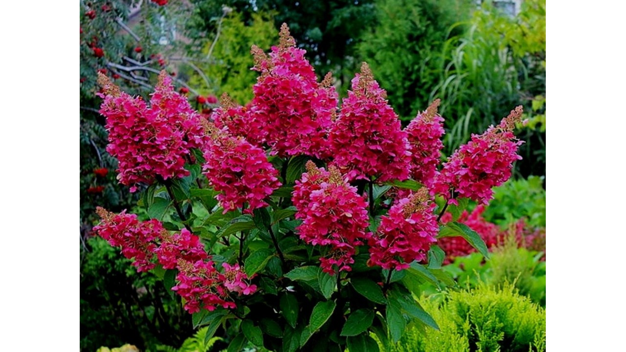 Гортензия "Вимс Ред" — изображение 3