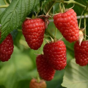 Малина Энросадира (5 шт.)