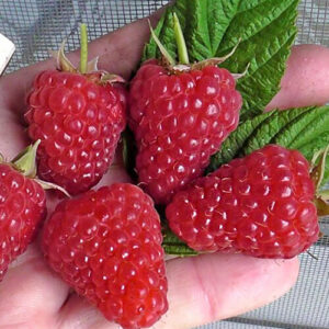 Малина Энросадира (5 шт.)