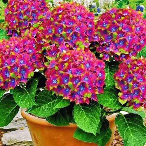 Гортензия Шлосс Вакербарт