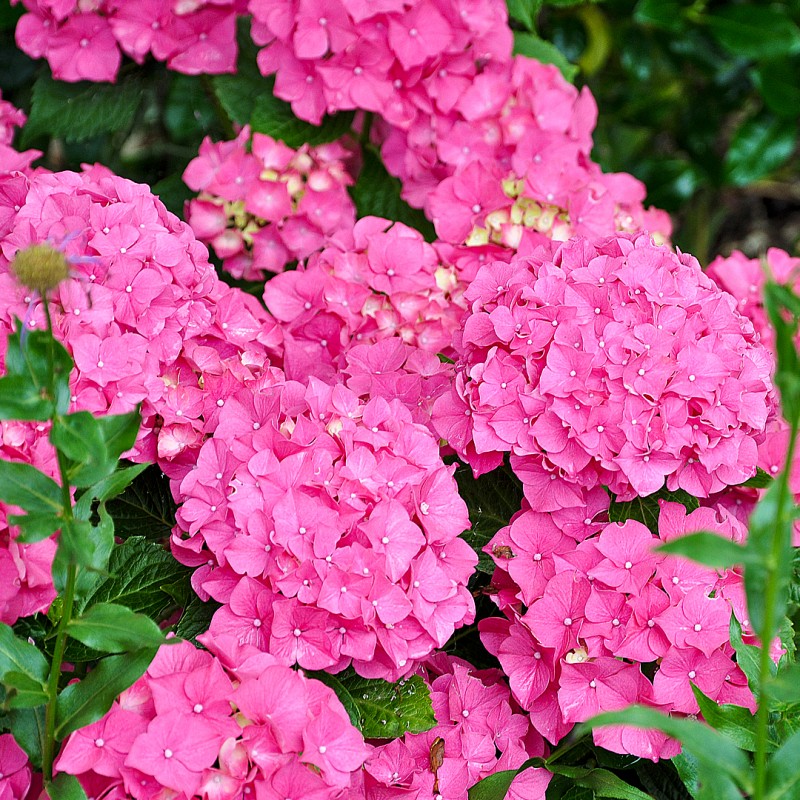 Гортензия Альпенглюхен