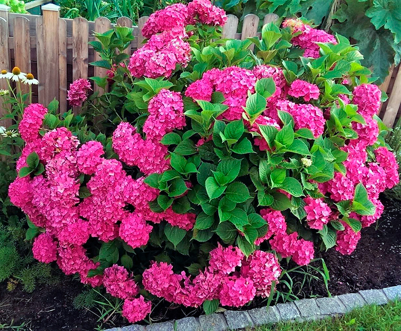 Гортензия Альпенглюхен — изображение 3