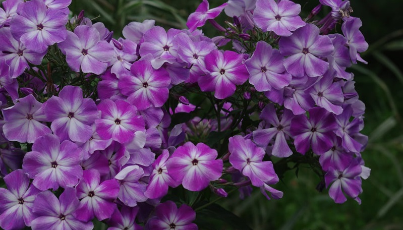 Флокс Петруша