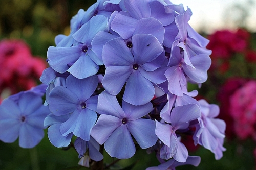 Флокс Сириус