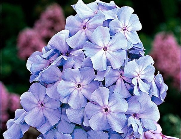 Флокс Сириус — изображение 2