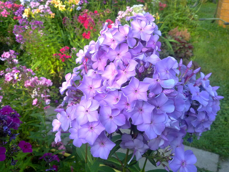 Флокс Сириус — изображение 3