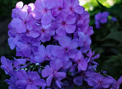 Флокс Сириус — изображение 4