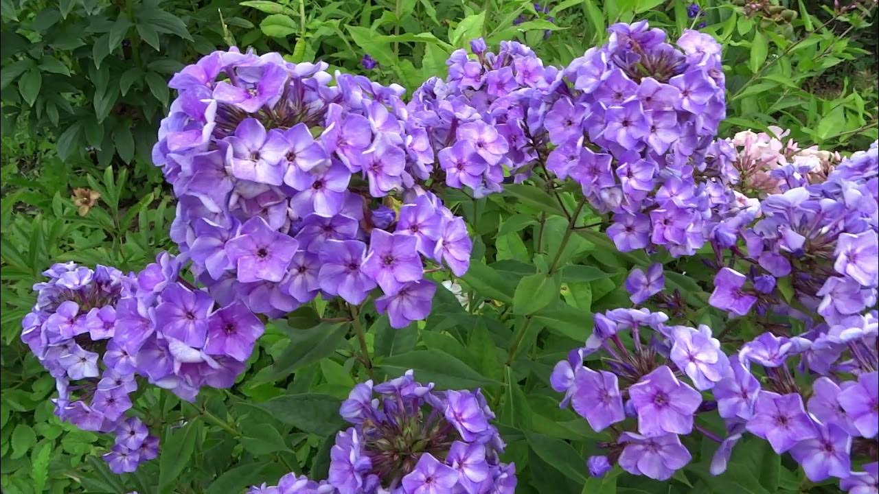 Флокс Капелька — изображение 2