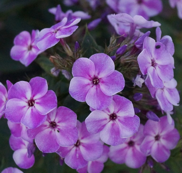 Флокс Капелька