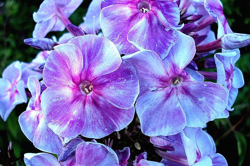 Флокс Карусель — изображение 2