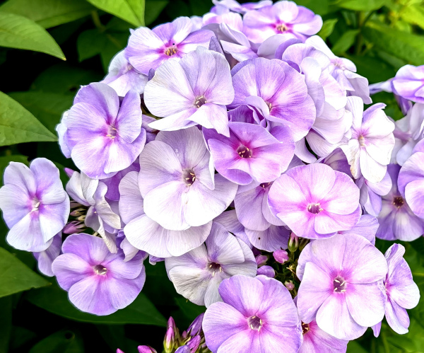 Флокс Карусель — изображение 3