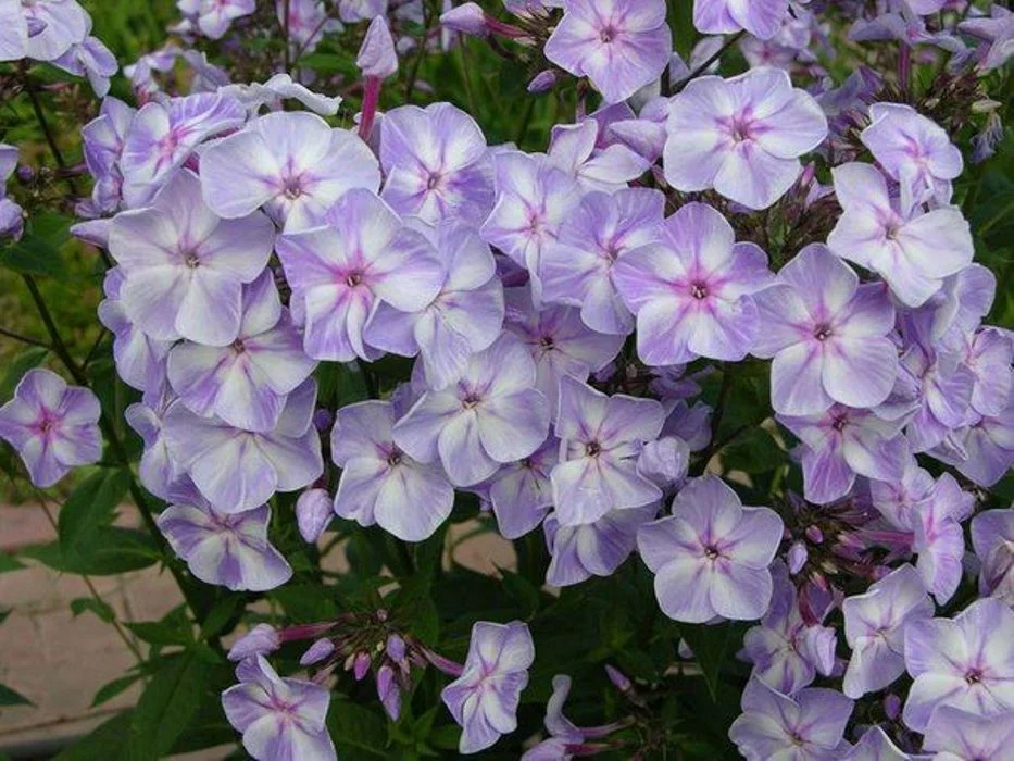 Флокс Карусель