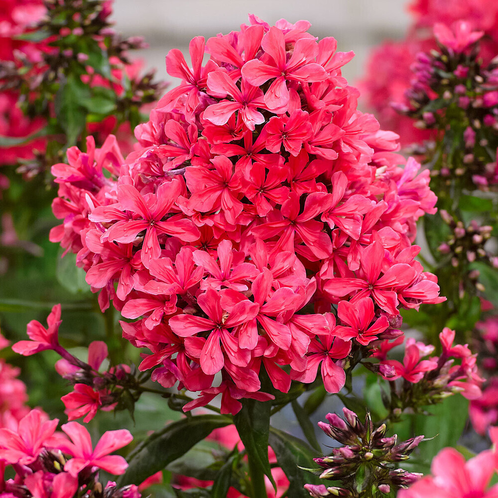 Флокс Клеопатра