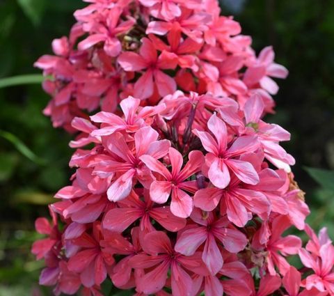 Флокс Клеопатра — изображение 2