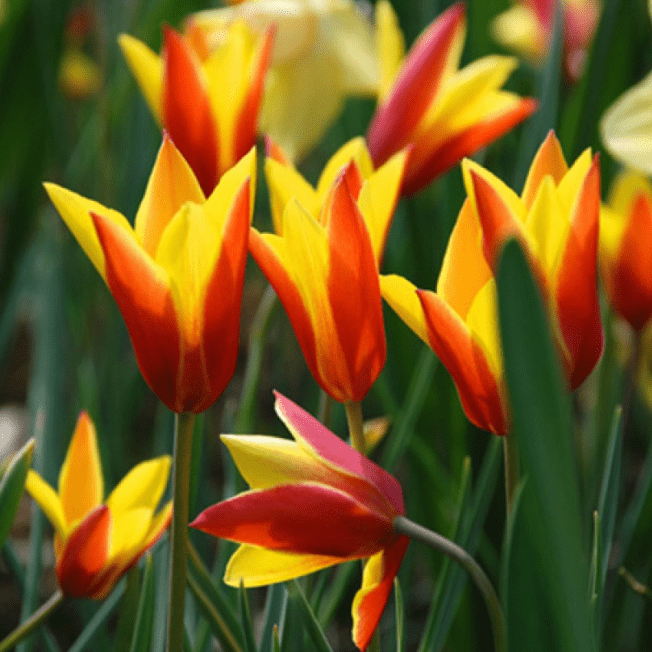 Тюльпан Клусиана Цинтия 10 шт — изображение 2