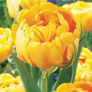 Тюльпан Yellow Pomponette 5 шт