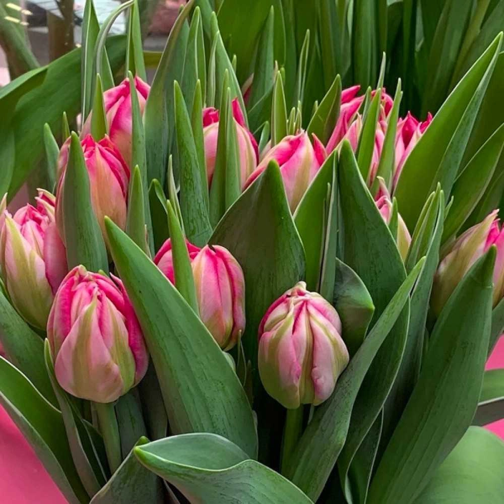 Тюльпан Флешпоинт 5 шт — изображение 3