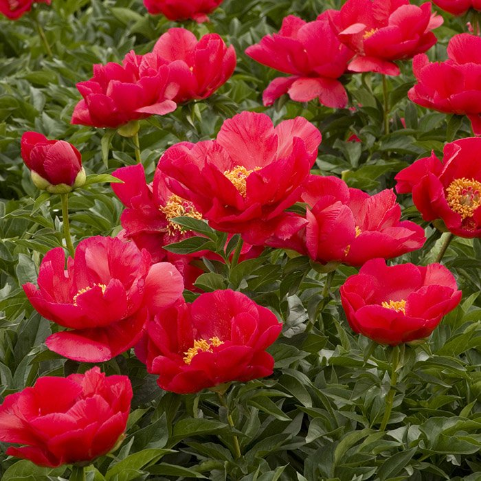 Пион Scarlet O'Hara — изображение 2