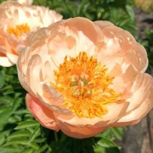 Пион King's Day
