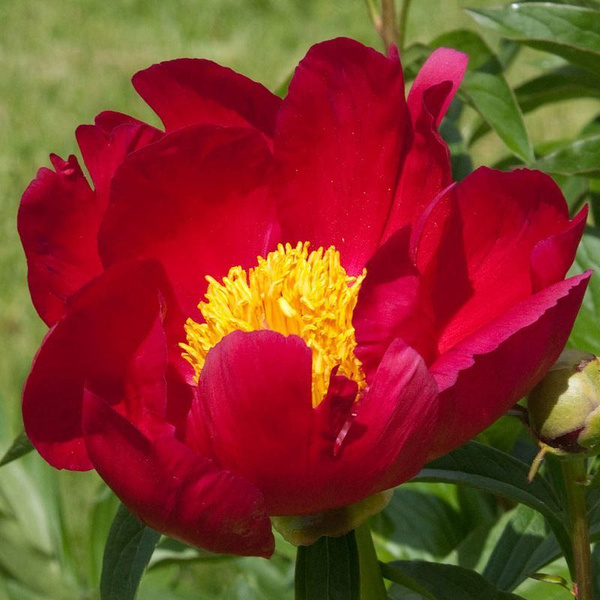 Пион Scarlet O'Hara