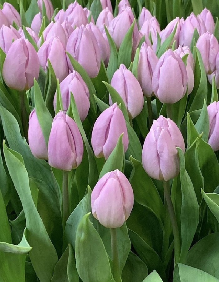 Тюльпан Кенди Принц  5 шт — изображение 3