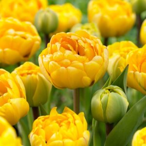 Тюльпан Yellow Pomponette 5 шт