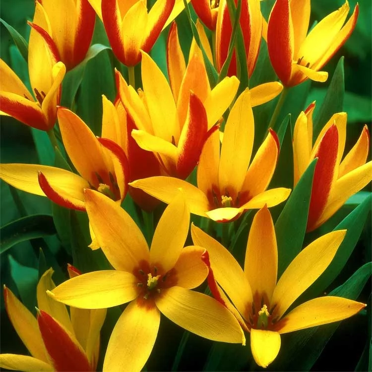 Тюльпан Клусиана Цинтия 10 шт