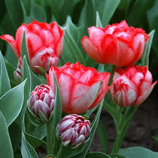 Тюльпан Флешпоинт 5 шт — изображение 2