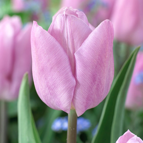 Тюльпан Кенди Принц  5 шт