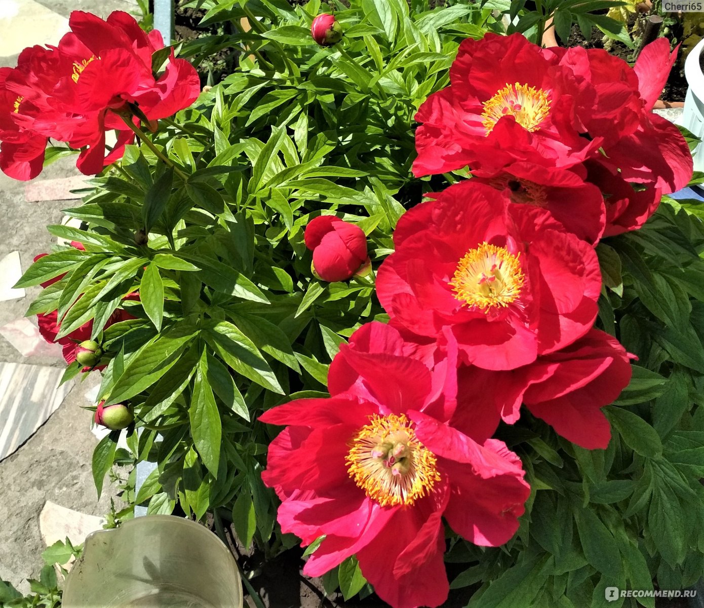 Пион Scarlet O'Hara — изображение 4