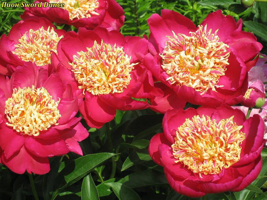 Пион Сворд Денс