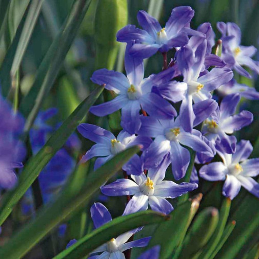 Хионодокса Блю Гигант 15 шт — изображение 3