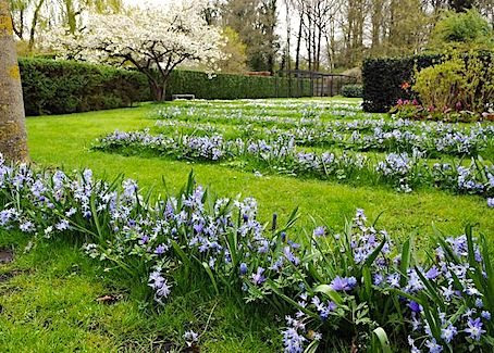 Хионодокса Блю Гигант 15 шт — изображение 4