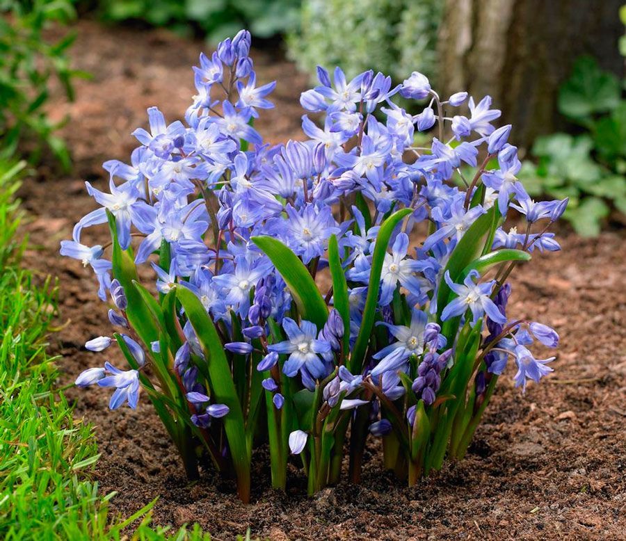 Хионодокса Блю Гигант 15 шт