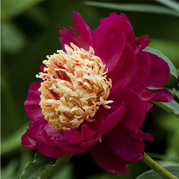 Пион Сворд Денс — изображение 2