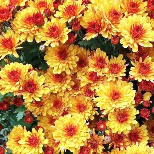 Хризантема мультифлора Банкет Ред Биколор С2 — изображение 2