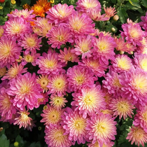 Хризантема мультифлора Шор Эпплблоссом С2 — изображение 2