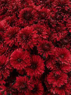 Хризантема мультифлора Адуро Ред С2 — изображение 2