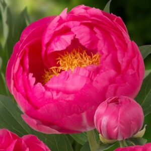 Пион Cytherea